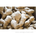 Dehydrated And Salted Dried Ginger